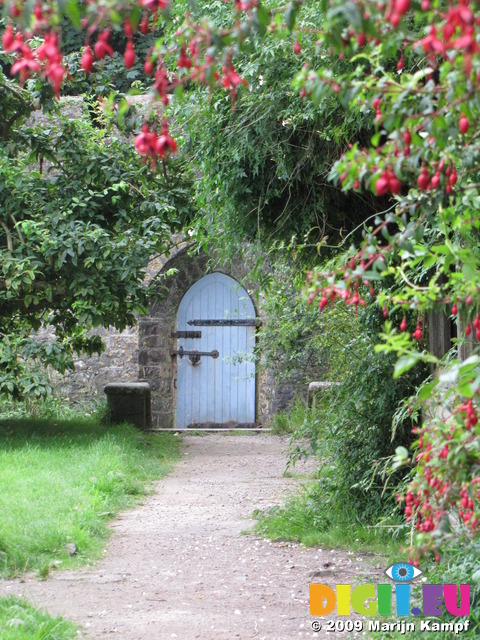 SX08050 Blue wooden door of Dunraven walled garden framed by Fuchsia flowers (Fuchsia magellanica)